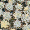 [PACK of 10 PLANTS] x Echeveria Subsessilis Variegated