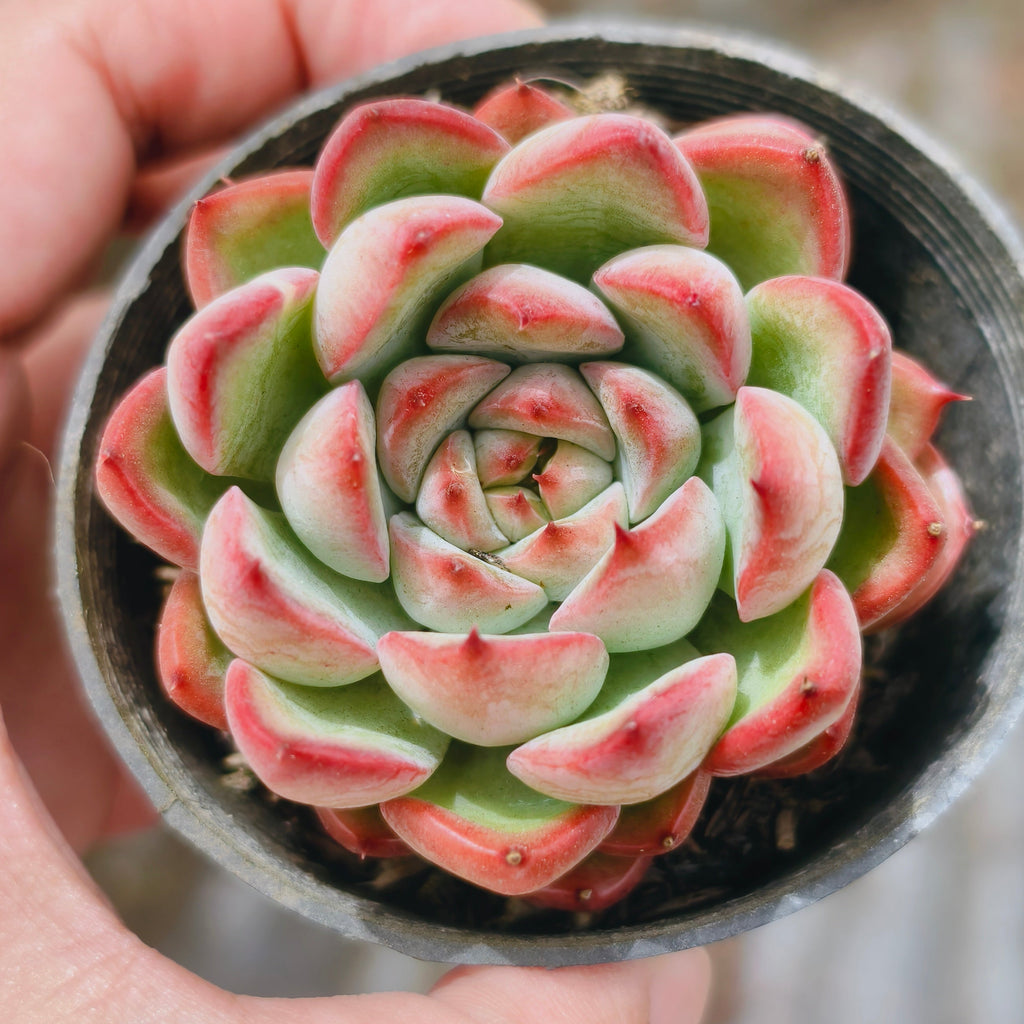 Echeveria 'Beniothine'