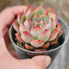 Echeveria 'Beniothine'