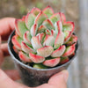 Echeveria 'Beniothine'