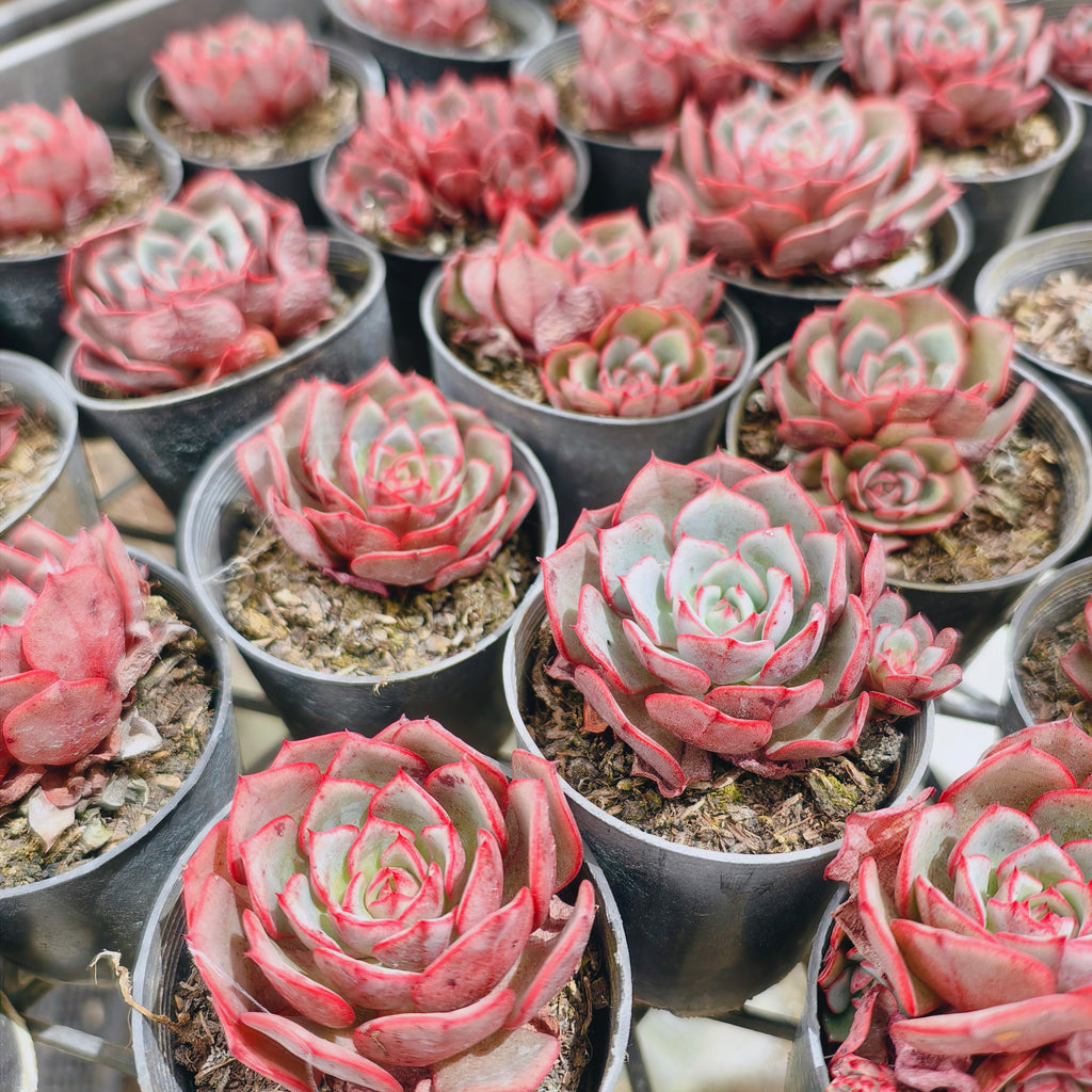 [PACK of 10 PLANTS] x Echeveria secunda x puebla
