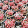 Echeveria secunda x puebla