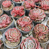[PACK of 10 PLANTS] x Echeveria secunda x puebla