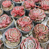 Echeveria secunda x puebla