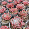 Echeveria secunda x puebla