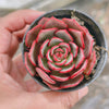 [PACK of 10 PLANTS] x Echeveria secunda x puebla