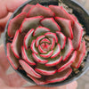 Echeveria secunda x puebla