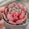 Echeveria secunda x puebla