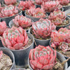 [PACK of 10 PLANTS] x Echeveria secunda x puebla