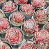 Echeveria secunda x puebla