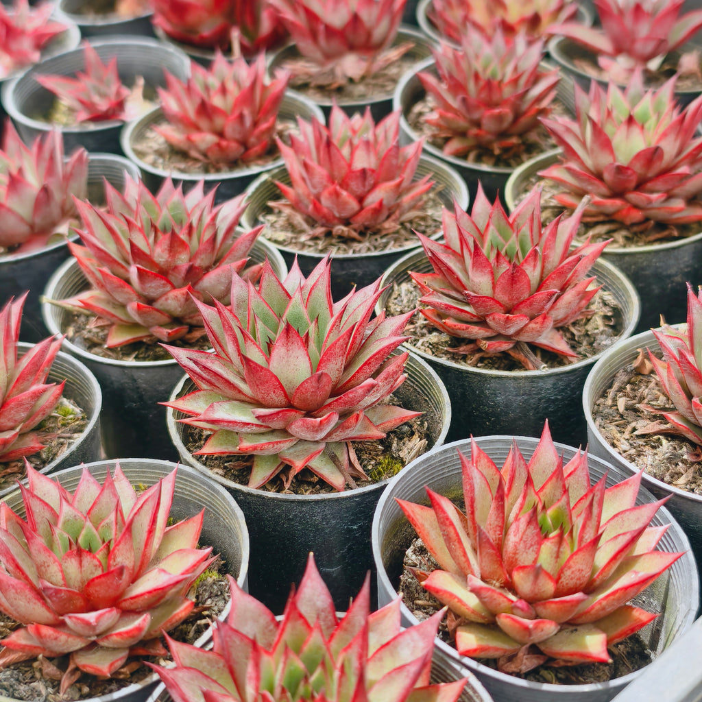 Echeveria 'Little Rosie'