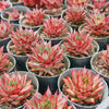 Echeveria 'Little Rosie'