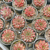 Echeveria 'Little Rosie'