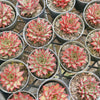 Echeveria 'Little Rosie'
