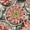 Echeveria 'Little Rosie'