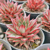 Echeveria 'Little Rosie'