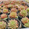 Echeveria Shooting Stars