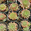 Echeveria Shooting Stars