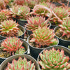 Echeveria Shooting Stars