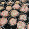 Echeveria Marcel