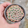 Echeveria Marcel