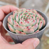 Echeveria Marcel