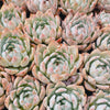 Echeveria Iceberg
