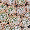 Echeveria Iceberg