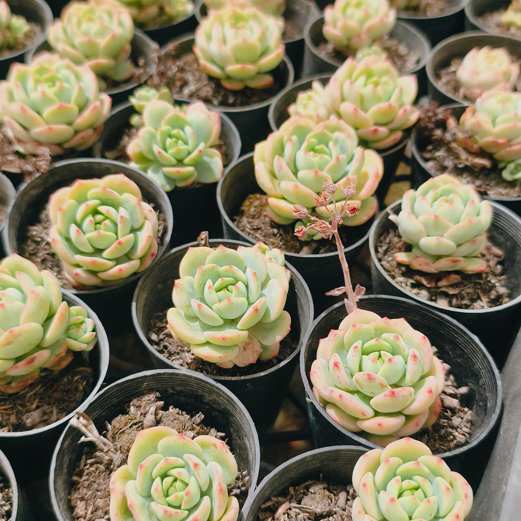 Sedeveria Pudgy