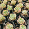 Sedeveria Pudgy