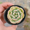 Sedeveria Pudgy