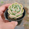 Sedeveria Pudgy