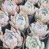 [PACK of 10 PLANTS] x Echeveria Iceberg