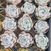 [PACK of 10 PLANTS] x Echeveria Iceberg