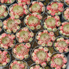 Sempervivum calcareum (w/pup)