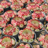 Sempervivum calcareum (w/pup)