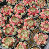Sempervivum calcareum (w/pup)