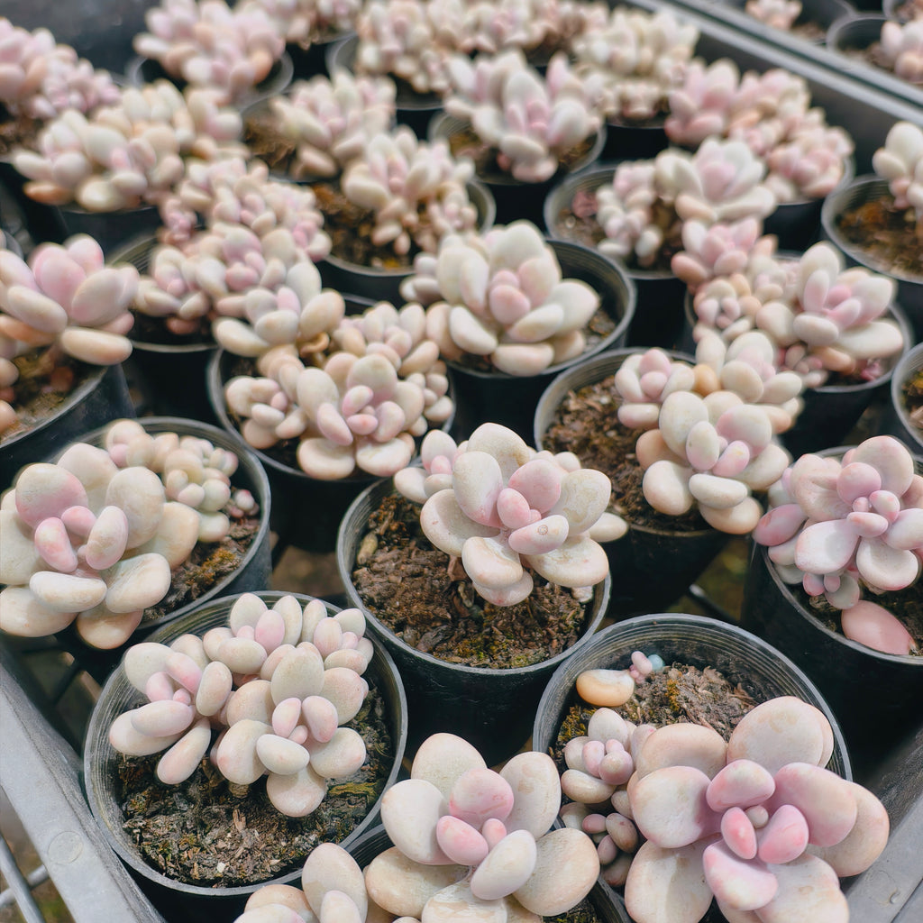 Graptopetalum Lavender Pebbles (G. Amethystinum) (w/2-3pup)(Limited stock)