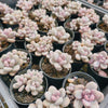 Graptopetalum Lavender Pebbles (G. Amethystinum) (w/2-3pup)(Limited stock)