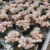 Graptopetalum Lavender Pebbles (G. Amethystinum) (w/2-3pup)(Limited stock)