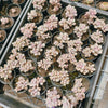 Graptopetalum Lavender Pebbles (G. Amethystinum) (w/2-3pup)(Limited stock)