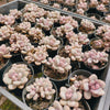 Graptopetalum Lavender Pebbles (G. Amethystinum) (w/2-3pup)(Limited stock)