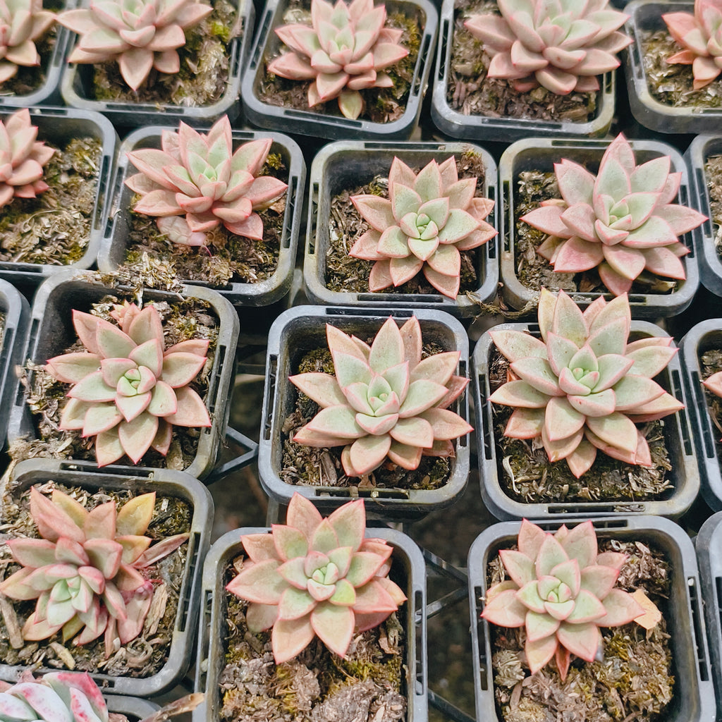 Graptoveria Araluen Gem