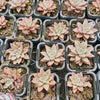 Graptoveria Araluen Gem