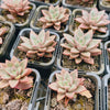 Graptoveria Araluen Gem