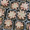 Graptoveria Araluen Gem