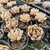 Echeveria ebony x Graptopetalum amethystinum