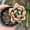 Echeveria ebony x Graptopetalum amethystinum