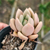 Echeveria ebony x Graptopetalum amethystinum