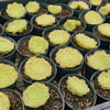 Aeonium tabuliforme ( THE PLATE PLANT)